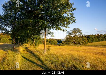 Allee mit Wiesenweg Foto Stock