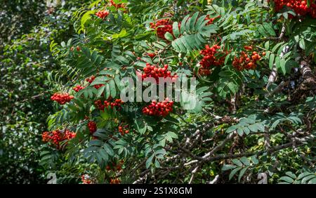 Rowan, Sorbus aucuparia, mostra foglie pinnate e ammassi di bacche rosse brillanti, creando un contrasto sorprendente con il fogliame verde. Foto Stock