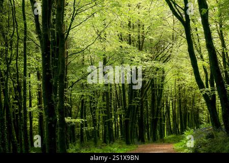 Un sentiero tranquillo si snoda attraverso una fitta foresta di foglie verdi vibranti e alberi alti. La luce del sole filtra attraverso il baldacchino, creando un'atmosfera tranquilla. Foto Stock