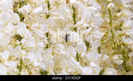 Vista ravvicinata di un Bumblebee sui fiori bianchi in fiore in primavera Foto Stock