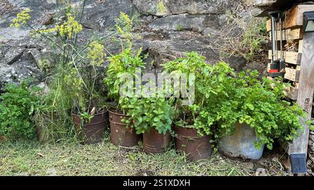 Aneto, basilico, menta e prezzemolo che crescono in contenitori in metallo capovolti in un giardino Foto Stock