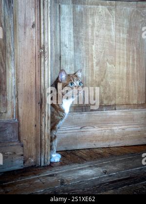 Curioso gatto dello zenzero sta sbirciando da dietro una vecchia porta di legno Foto Stock