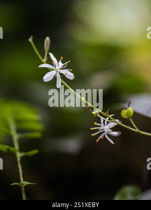 Dettaglio della fioritura ramificata di san bernardo, fiore di ramosamo anterico con sfondo azzurro Foto Stock