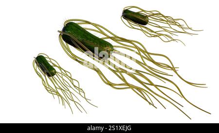 Il rendering 3d della Salmonella è un batterio a forma di asta. possono muoversi usando la flagella. I flagella sono localizzati intorno alla cellula o peritrichi. Foto Stock