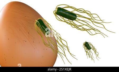 A volte le uova possono essere contaminate da batteri della Salmonella, che possono causare avvelenamento alimentare; rendering 3d. Foto Stock