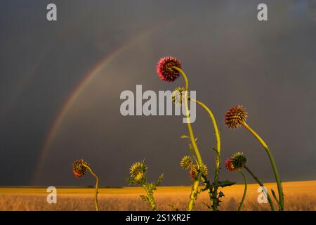 Raibow nella campagna argentina, provincia di la Pampa, Patagonia, Argentina. Foto Stock