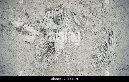 Sfondo di fossili di ammonite su una roccia Foto Stock