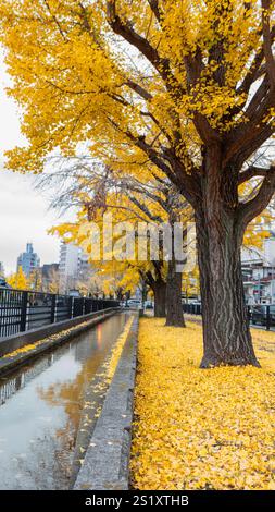 Una fila di vivaci alberi di ginkgo dorati fiancheggia il canale di Horikawa a Kyoto, in Giappone. Le foglie cadute creano un tappeto giallo lungo il canale. Un autunno popolare Foto Stock