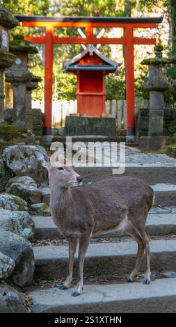 Un cervo in piedi su gradini di pietra con una porta torii rossa e un santuario sullo sfondo. Le antiche lanterne in pietra si aggiungono alla serena atmosfera di Kyoto, Giappone. Foto Stock