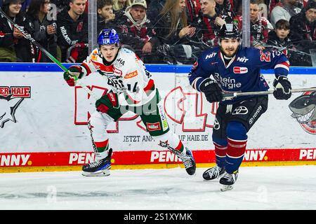 Germania. 5 gennaio 2025. Eishockey Penny-DEL 34.Spieltag Koelner Haie - Augsburger Panther am 05.01.2025 in der Lanxess Arena a Koeln D.J. Busdeker ( Augusta ), Links - Maximilian Gloetzl ( Koeln ), rechts Gemaess den Vorgaben der DEL Deutsche Eishockey Liga ist die Publikation und Weiterverwertung der Aufnahmen in Medielektronischen Spiehrenschen Spiefnahmen in Spiefnahen en en en en en en en en en en en Spieltag Koeltag Koelner Haie - Aufnahlaufnahmen. Foto: Revierfoto credito: ddp media GmbH/Alamy Live News Foto Stock