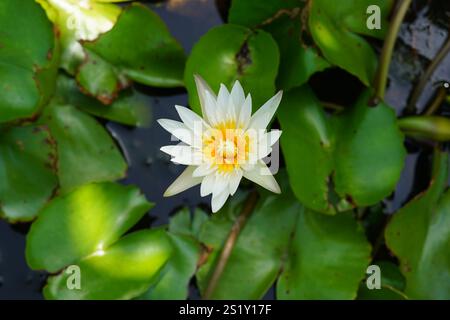 Loto bianco o fiore di giglio con foglie verdi da vicino. Nymphaea lotus a Pondicherry, India. Foto Stock