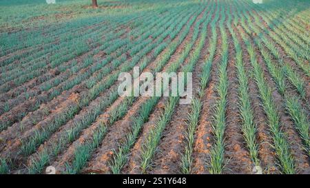 Foto macro di giovani piantine verdi di frumento piccolo, avena o segale che crescono in un campo agricolo in primavera illuminate dal sole del mattino. File di germogli di segale growi Foto Stock