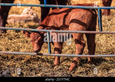 Un giovane vitello guarda la telecamera attraverso una recinzione blu. La recinzione è in metallo ed è di colore blu Foto Stock