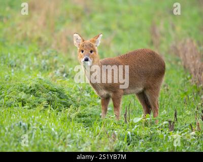 Chinese Water Deer (Hydropotes inermis) - probabilmente un immaturo - nel campo agricolo, Cambridgeshire, Inghilterra, Regno Unito Foto Stock