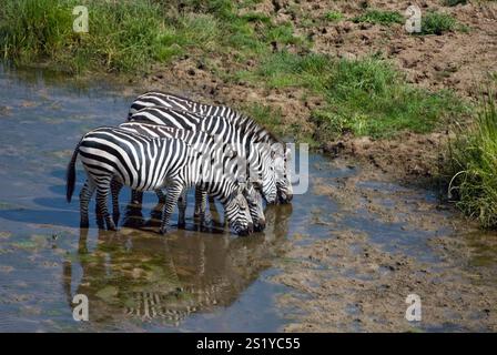 Plains Zebras (Equus burchelli) beve a Tarangire NP, Tanzania. Foto Stock