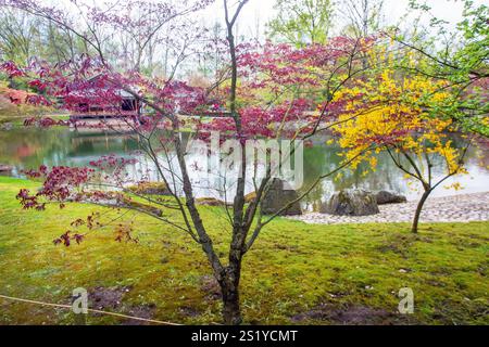 Incredibile vista sulle foglie rosse di acero giapponese e i fiori gialli di Forsythia nel giardino giapponese di Hasselt (Belgio) Foto Stock