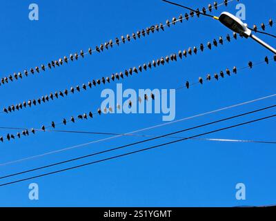 Uccelli seduti su un filo a Petty Harbour–Maddox Cove, Newfoundland & Labrador, Canada Foto Stock