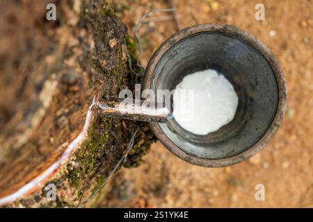 Processo di maschiatura della gomma con gocciolamento di lattice da un albero di gomma nella tazza, dimostrando le tradizionali pratiche agricole e di estrazione della gomma Foto Stock