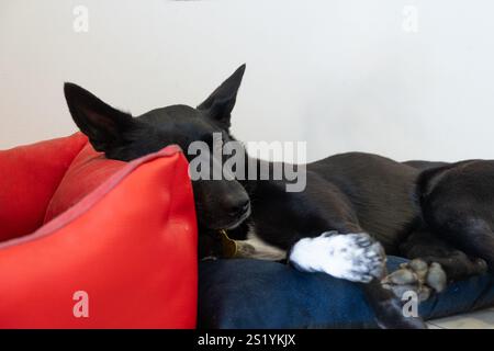 Una bella cagnolina nera di razza mista riposa la testa sul suo letto. È un'immagine interna. Concetto di relax, calma e riposo degli animali domestici a casa Foto Stock