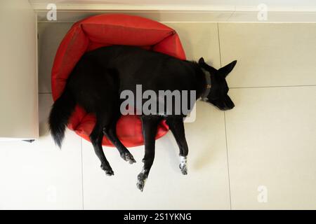 Immagine divertente di un cane di medie dimensioni che riposa sul letto rosso di piccole dimensioni in cui non può stare. Non e' la sua taglia e a lui non importa. Dormi in pace Foto Stock