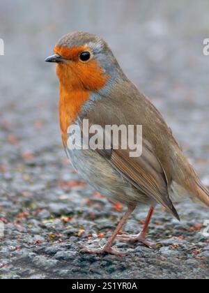 Primo piano dell'uccello Robin, uccello in piedi sul terreno, immagine verticale a bassa profondità di campo, ripresa da un lato e uccello che guarda la telecamera, ritagliato stretto Foto Stock