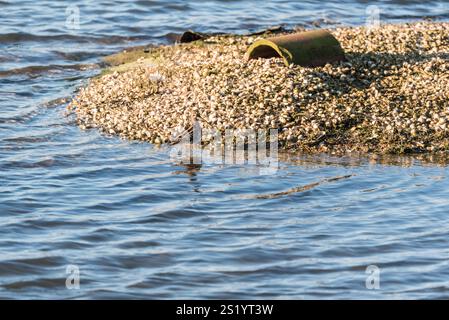 Snipe riposante (Gallinago gallinago) a Leigh on Sea, Essex in una soleggiata giornata invernale Foto Stock