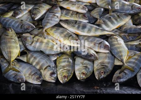 Pesce in vendita a Galle, Sri Lanka Foto Stock