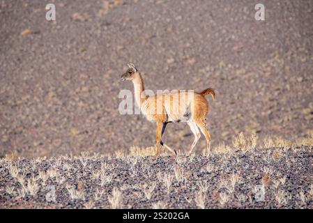 Giovane guanaco nella natura selvaggia cilena Foto Stock