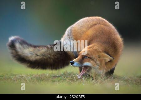 Volpe rosse selvatiche, vulpes vulpes che scavano e foraggiano in un prato. Foto Stock