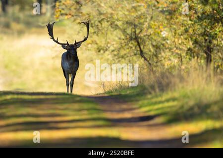 Daini (Dama Dama) maschio con corna attraversare una strada Foto Stock