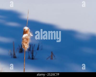 Dry Cattail in the Winter, Quebec, Canada Foto Stock