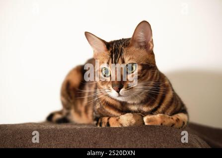 Primo piano di un gatto del Bengala con incredibili occhi verdi appoggiati su una coperta marrone. Motivi arancioni e neri sono chiaramente visibili sulla lussuosa pelliccia del gatto. Foto Stock