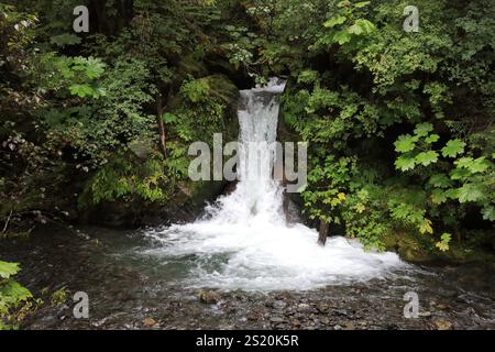 Sentieri escursionistici di Sitka Foto Stock