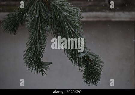 Ramo di pino con nuove punte sullo sfondo di un edificio dopo una bufera di vento forte e forte nevicata, Sofia, Bulgaria Foto Stock