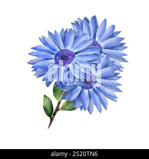 Crisanthemum, rudbeckia su un ramo con foglie verdi. Illustrazione ad acquerello disegnata a mano. Isolato su sfondo bianco. Disegno botanico di un fiore selvatico. Sublimazione. Per la stampa, tessuti Foto Stock