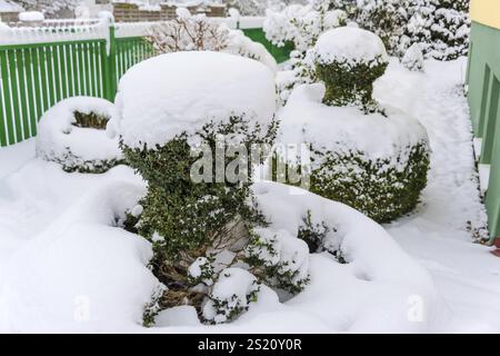 Arbusto ornamentale ricoperto di neve, foto simboliche per l'inverno, danni dovuti al gelo e dormienza invernale in Austria Foto Stock