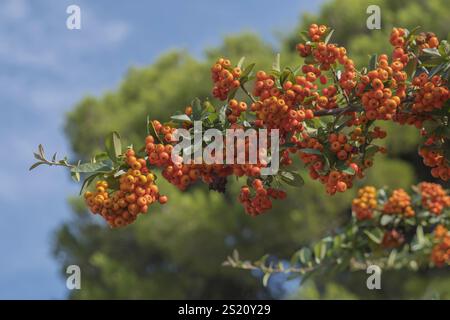 Frutti della spina da fuoco mediterranea (Pyracantha coccinea), Puglia, Italia meridionale, Italia, Europa Foto Stock