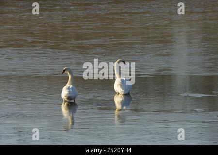 Cigni muti (Cygnus olor), ghiaccio, sole, bassa Austria Foto Stock