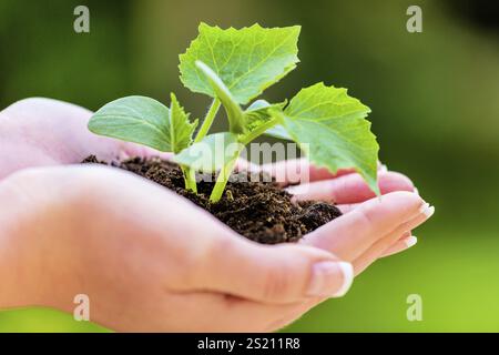 Donna che tiene la pianta in mano. Foto simbolica per la crescita e l'interesse dell'Austria Foto Stock