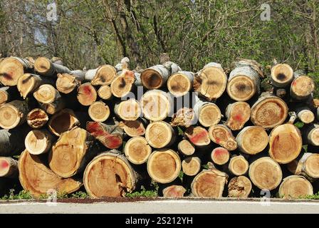 Pile di legna da ardere all'aperto sopra l'erba verde e il cielo blu Foto Stock