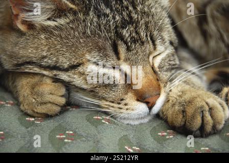 Primo piano di un gatto dormiente domestico grigio di razza mista Foto Stock