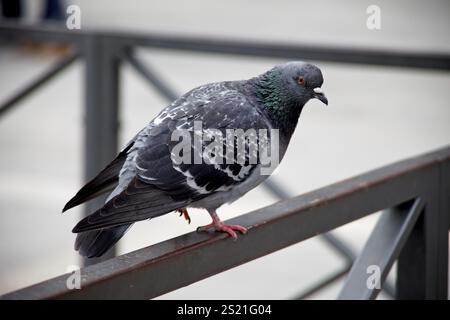 Un piccione siede su una ringhiera in una piazza in Austria Foto Stock