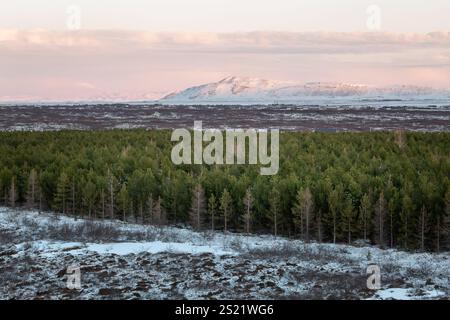 Montagna circondata da pini e un primo piano innevato. Foto scattata in Islanda in una giornata nuvolosa durante l'inverno Foto Stock