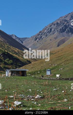 Casa di pastori in un luogo pittoresco. Paesaggio montano, colline con erba gialla e verde. Pascolo locale per pascolo libero. Cielo blu chiaro. Calv Foto Stock