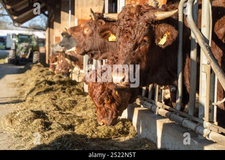 Fila di mucche brune che si nutrono di fieno all'interno di un fienile, illuminate dalla luce del sole, con attrezzature agricole visibili sullo sfondo. Foto Stock