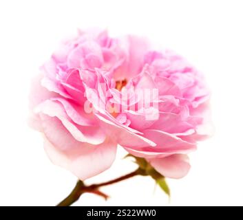 bellissimo vecchio stile, piccola rosa rosa aperta e dolce, isolata sul bianco Foto Stock