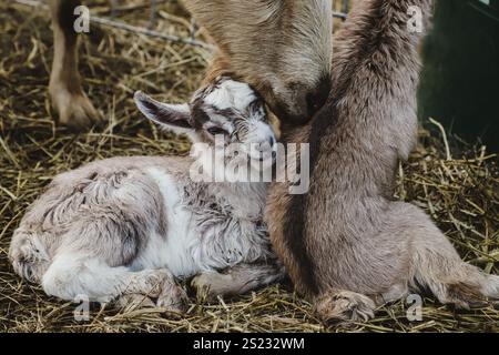 Due capre adagiate nel fieno Foto Stock