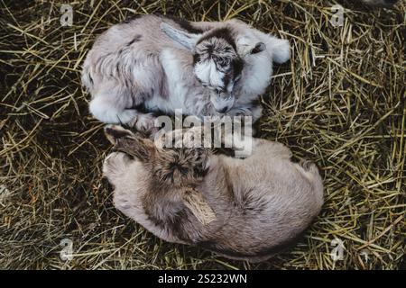 Due capre adagiate nel fieno Foto Stock
