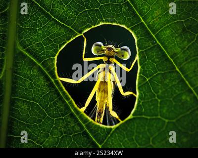 Occhio macro estremo della libellula Zygoptera Foto Stock