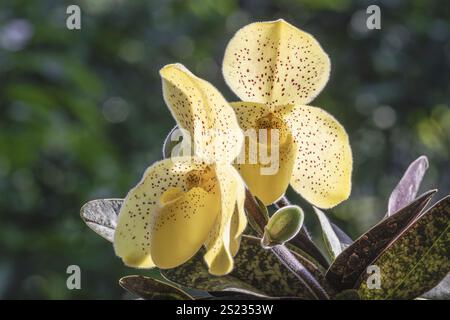 Vista ravvicinata delle specie di orchidee paphiopedilum con delicati fiori gialli retroilluminati isolati all'aperto su sfondo naturale scuro Foto Stock
